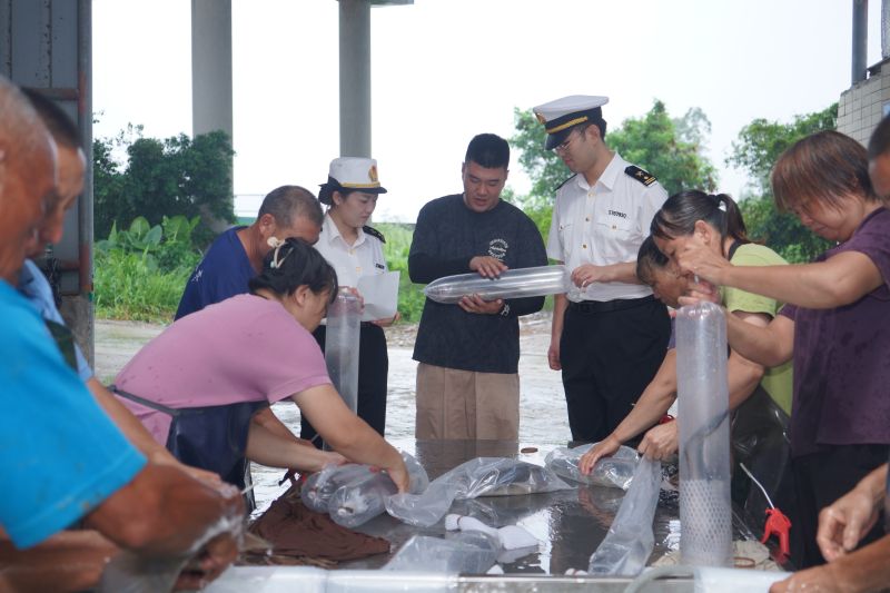 斗门海关关员在珠海斗门水产养殖场对即将出口吉隆坡的笋壳鱼进行现场查验。摄影：周佳慧 2 (1).jpg