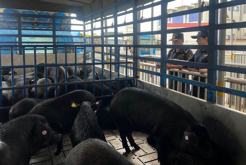 图为闸口海关关员监管验放首批供澳藏香猪。(罗娜 摄).jpg